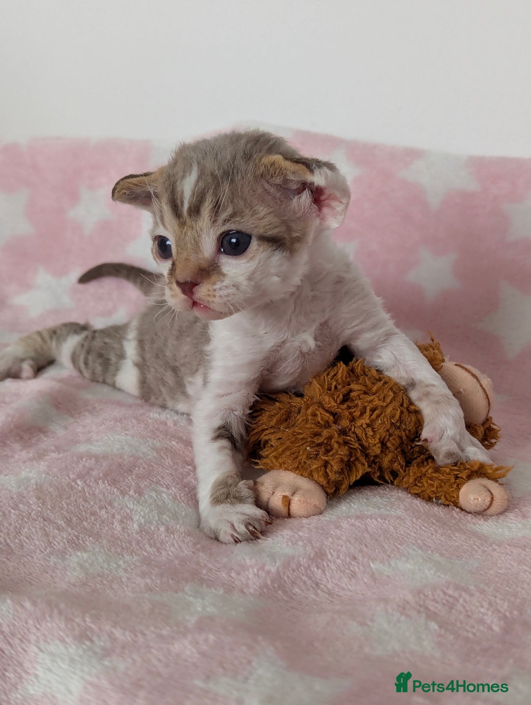 Devon Rex cats for sale: 🌼Curly, gorgeous Devon Rex Kittens available  - Image 2