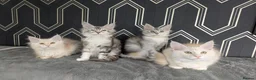 Maine Coon cats for sale: READY NOW !! Full pedigree Maine coon kittens - Advert 2