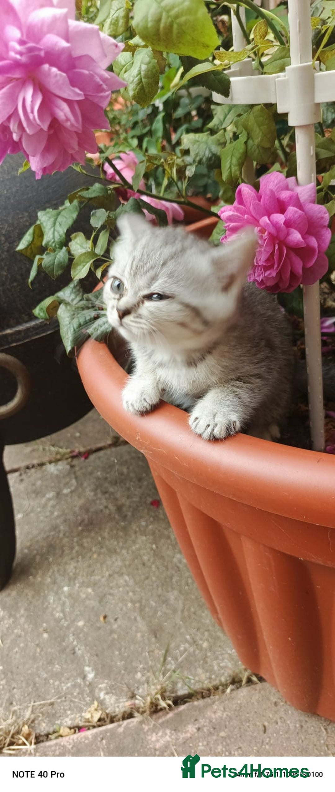 British Shorthair cats for sale: PUre tabby British short hair kittens - Image 21