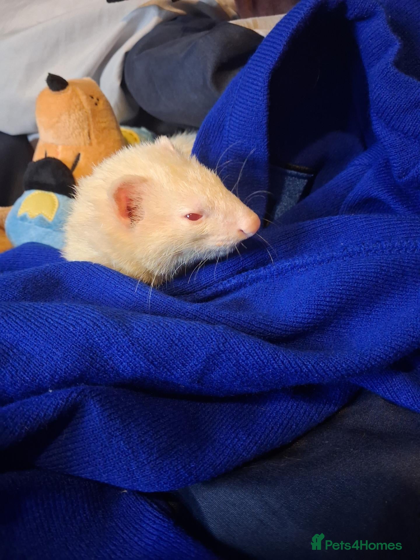 Ferret rodents Albino female ferret - Advert 3