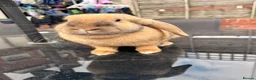 English Lop rabbits for sale: Female Rabbit - Advert 4