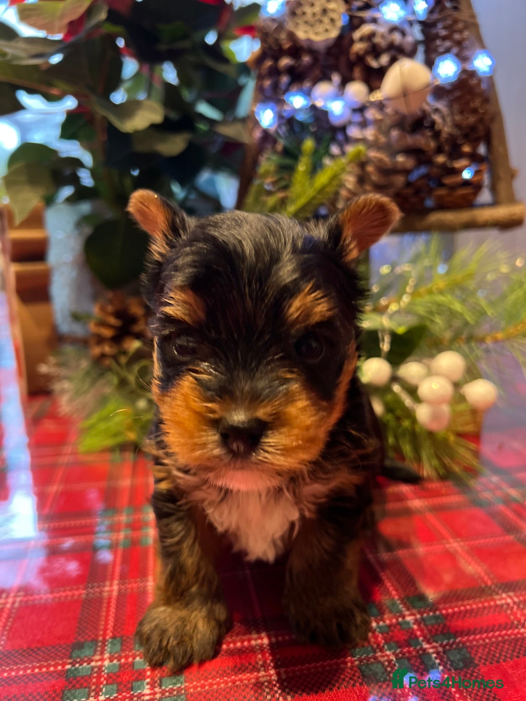 Yorkshire Terrier dogs for sale: Little pedigree yorkie pups - Advert 8