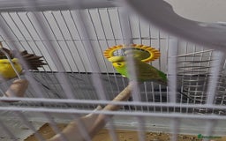 Budgerigars birds for sale: Budgies  - Image 2