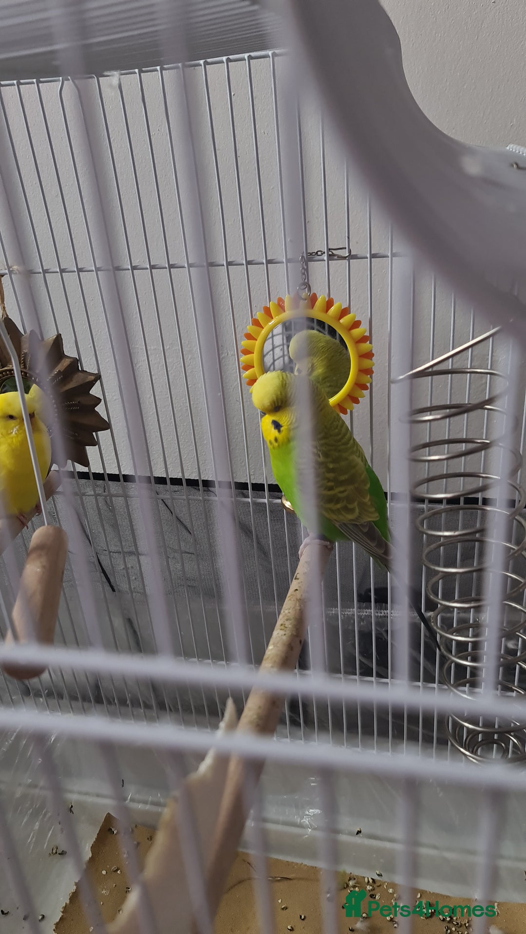 Budgerigars birds for sale: Budgies  - Image 2