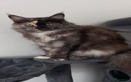 Maine Coon cats for sale: Maine Coon Kittens for sale - Image 2