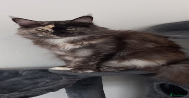 Maine Coon cats - Advert 5