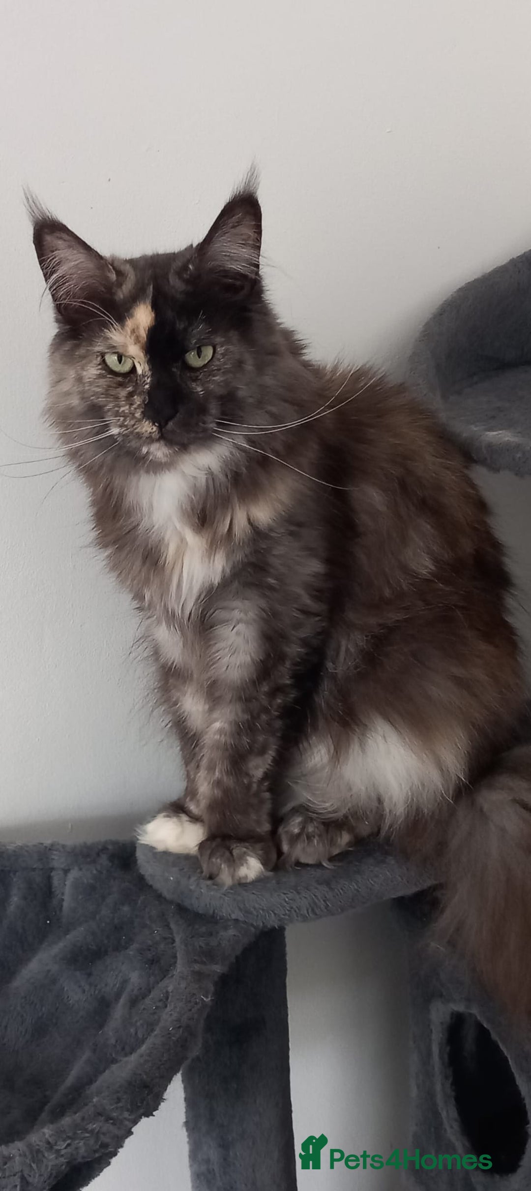 Maine Coon cats for sale: Maine Coon Kittens for sale - Image 2