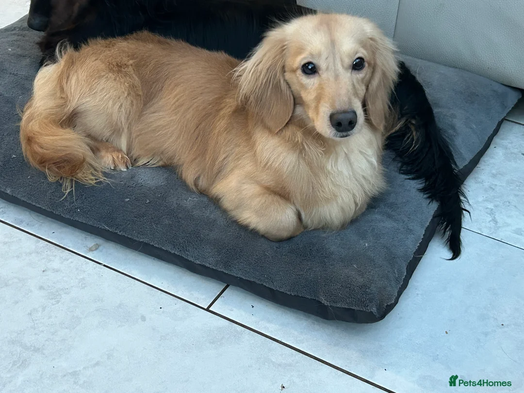 Dachshund dogs for stud: Kc Cream boy for study - Advert 2