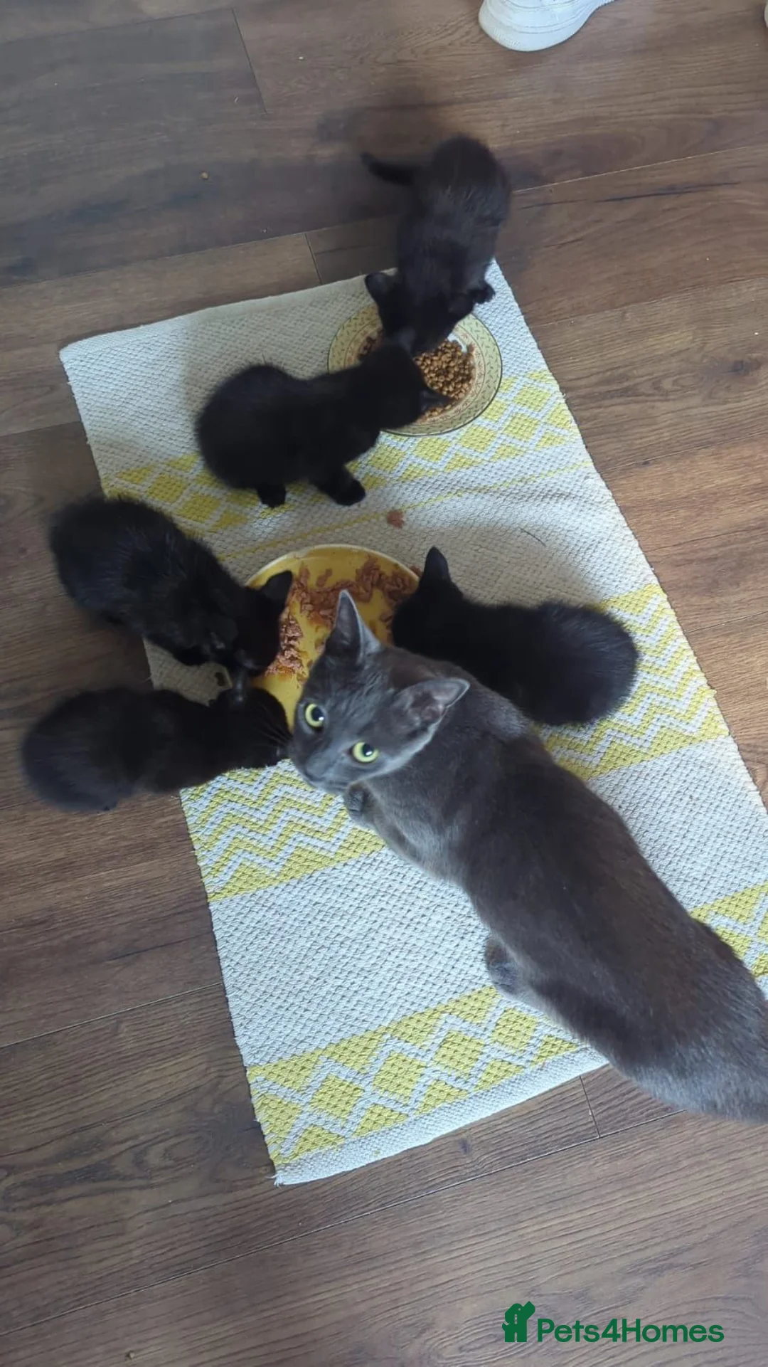 Russian Blue cats for sale: 2 cute black fluffy kittens for sale - Advert 1