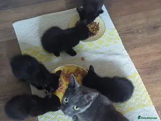 Russian Blue cats 2 cute black fluffy kittens for sale - Advert 3