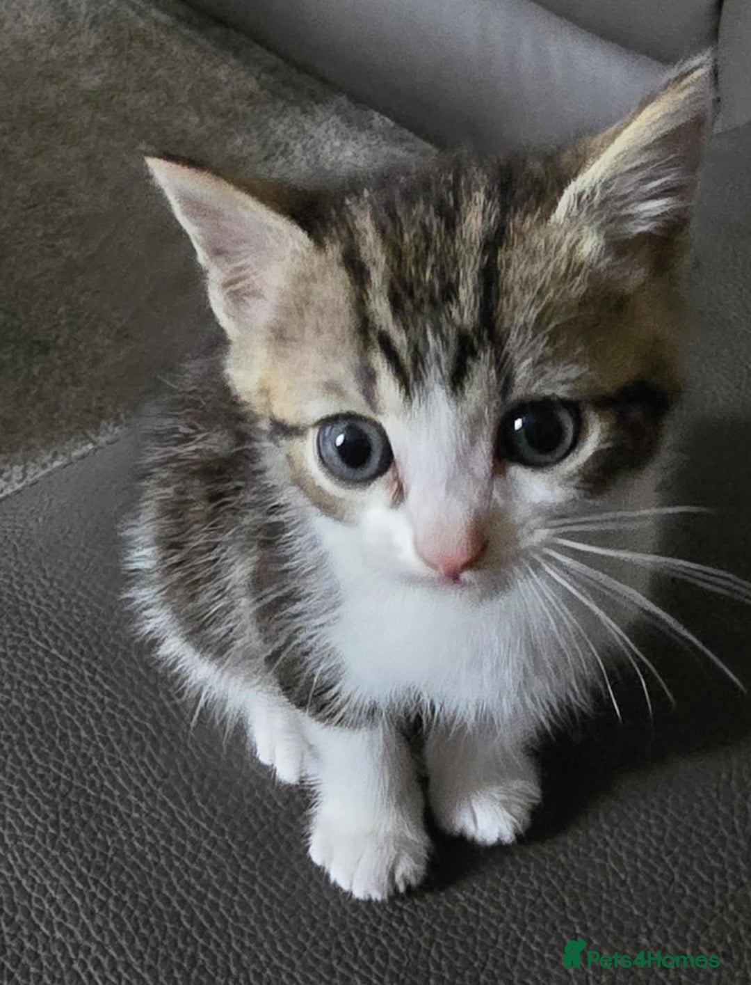 Mixed Breed cats for sale: Norwegian forest x kittens  - Image 8