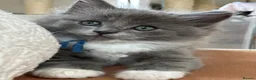 Ragdoll cats for sale: Beautiful Ragdoll Cross Kittens  - Advert 5