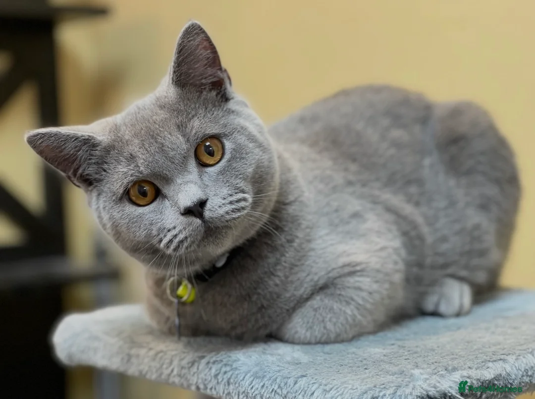 British Shorthair cats for sale: British shorthair kitten - Advert 3