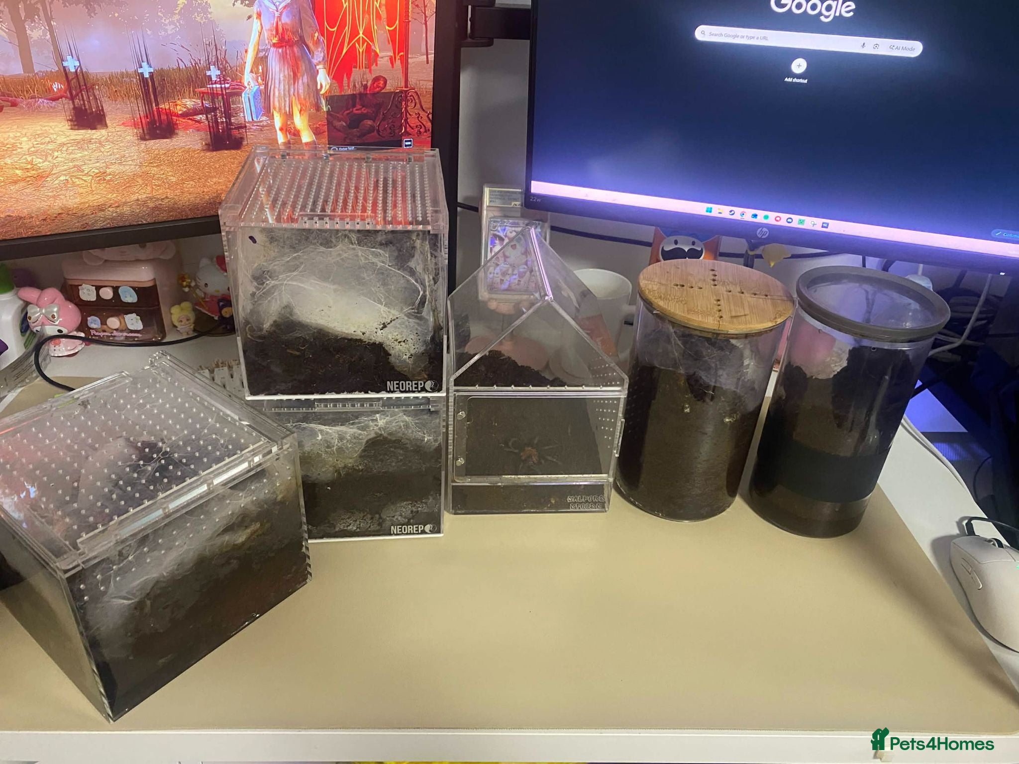Tarantulas invertebrates Tarantulas looking for new homes - Advert 1