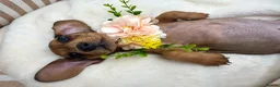 Miniature Dachshund dogs for sale: 🌸 Rare Pink mini dachshunds 🌸 - Advert 14