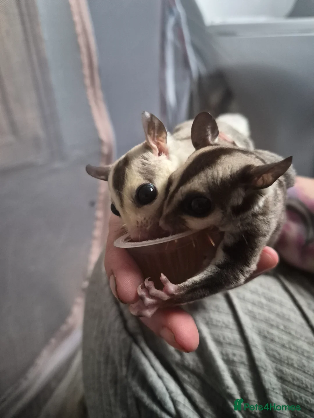 Sugar Glider rodents for sale: Male joey grey 100% het leu  - Advert 4