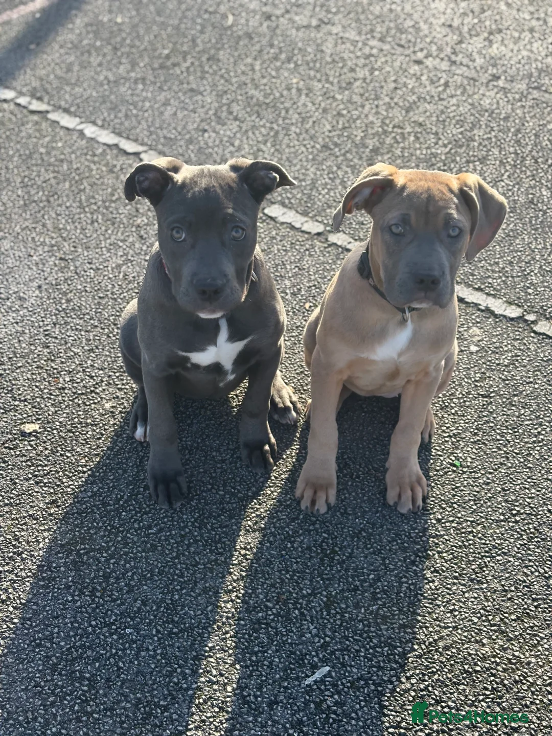 Mixed Breed dogs for sale: Staffy cross rehoming  - Advert 7