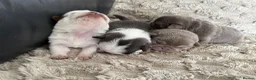 Pug dogs for sale: Kc pug puppies from a 5 star licensed breeder  - Advert 4