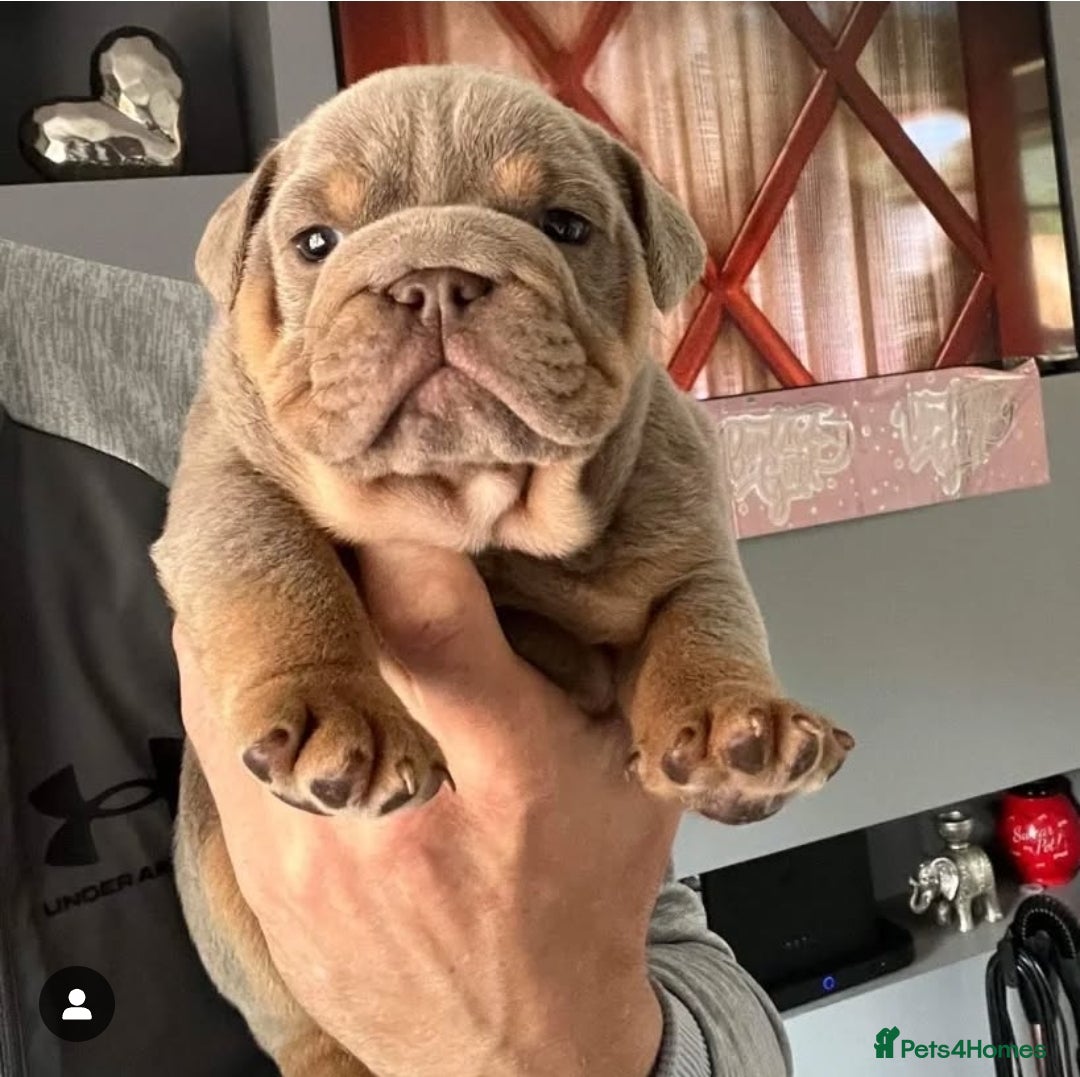 English Bulldog dogs for stud: 👑BRONX👑 British Bulldog! Full Suited Lilac + Tan in Maryport - Image 6