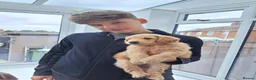 Goldendoodle dogs for sale:  Medium Goldendoodle puppies in Gateshead - Advert 12