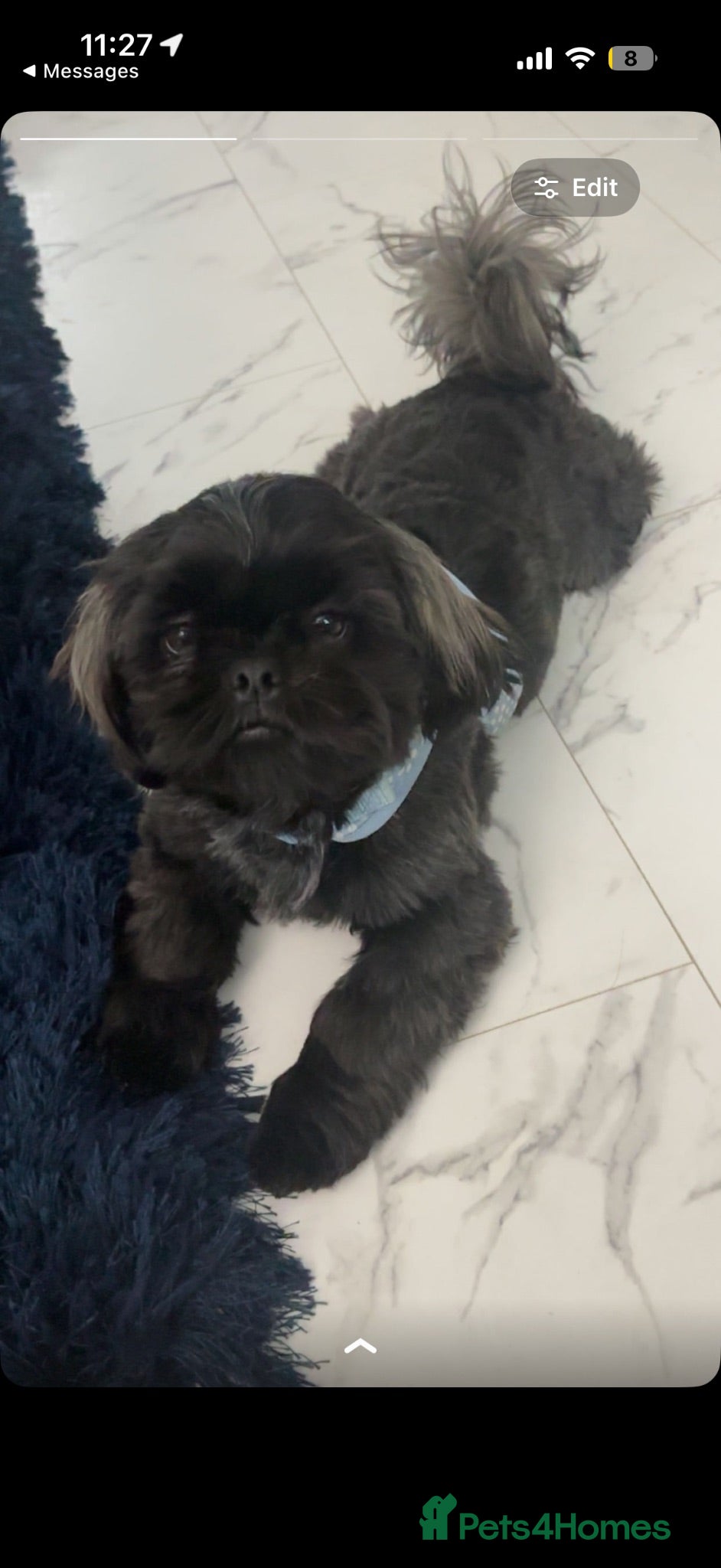 Shih Tzu dogs BUDDY BOY SHIH TZU STUD  - Advert 1