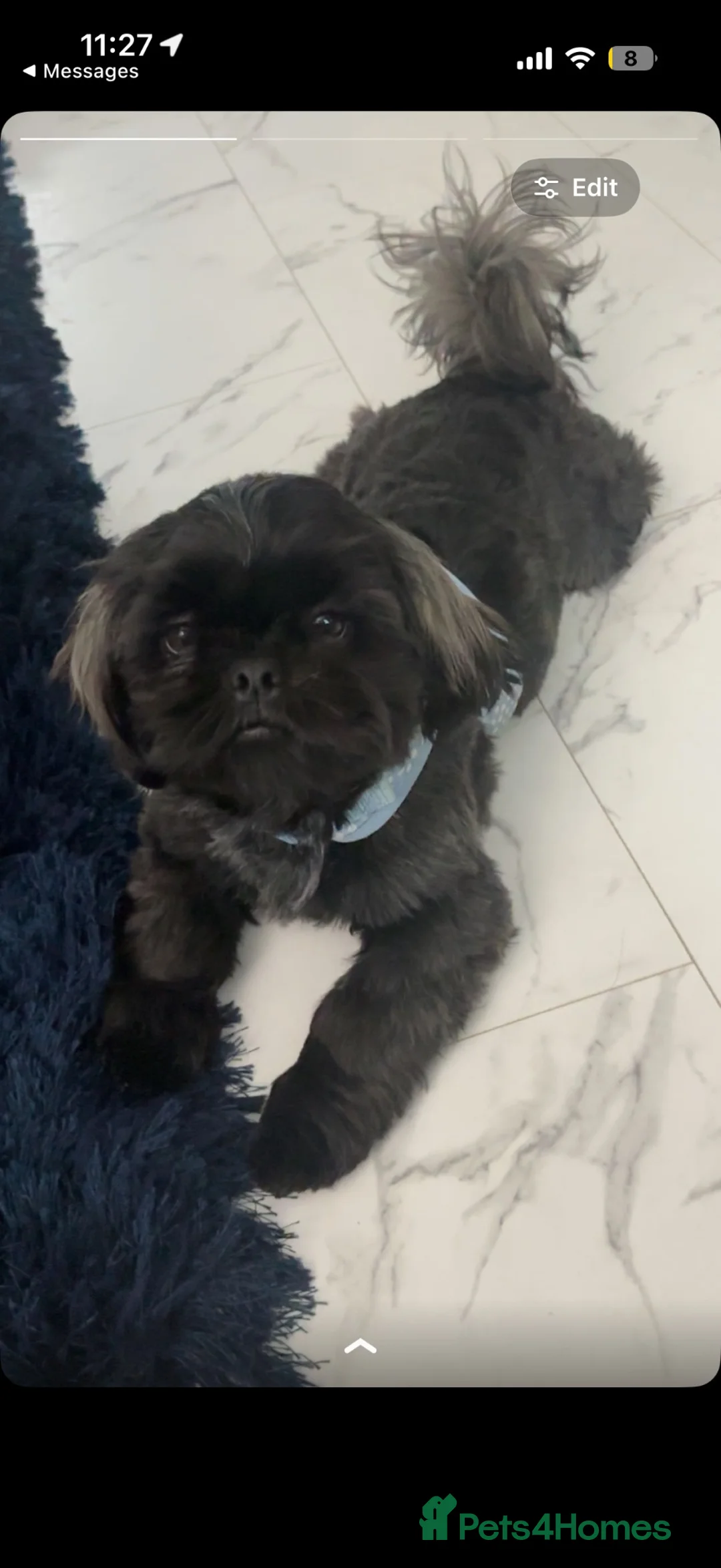 Shih Tzu dogs for stud: BUDDY BOY SHIH TZU STUD  in Glasgow - Advert 1