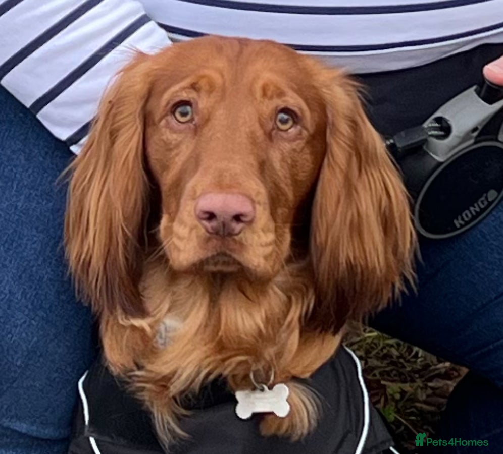 Cocker Spaniel dogs Handsome Cocker Spaniel with lovely temperament  - Advert 1