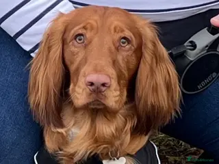 Cocker Spaniel dogs Handsome Cocker Spaniel with lovely temperament - Advert 9