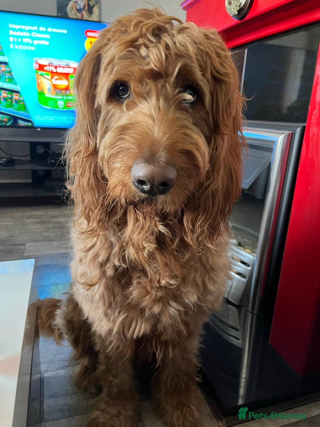 Mixed Breed dogs for sale: Bernedoodle  - Advert 6