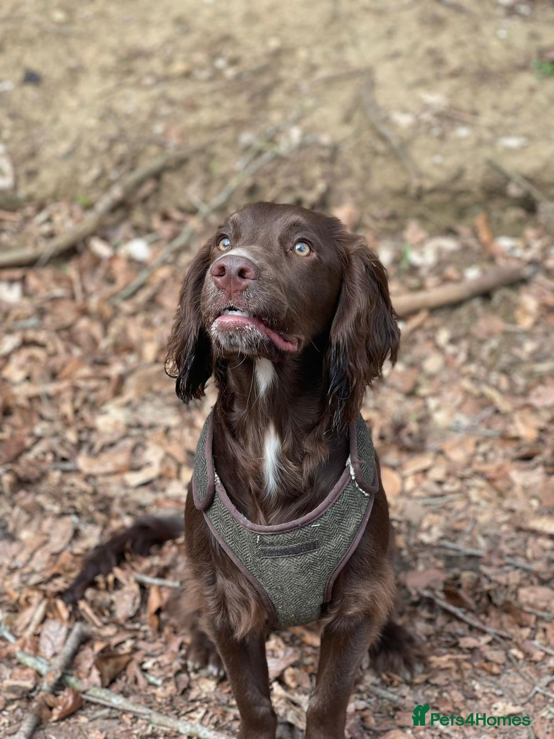 Cocker Spaniel dogs for sale: Working Cocker Spaniel puppy’s  - Advert 1