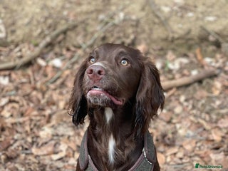 Cocker Spaniel dogs Working Cocker Spaniel puppy’s - Advert 3