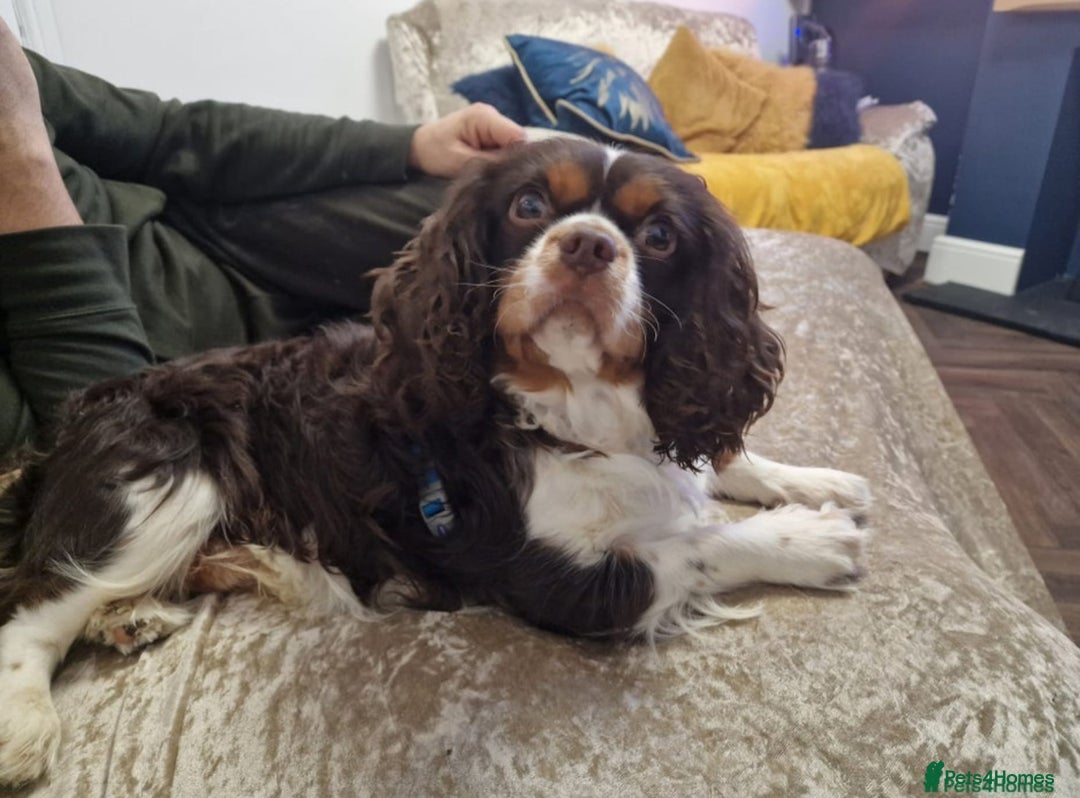 Cavalier King Charles Spaniel dogs for sale: Cavalier King Charles carries of Chocolate Gene - Advert 4