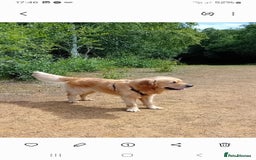 Golden Retriever dogs for stud: Wonderful Walter  for stud - Image 3