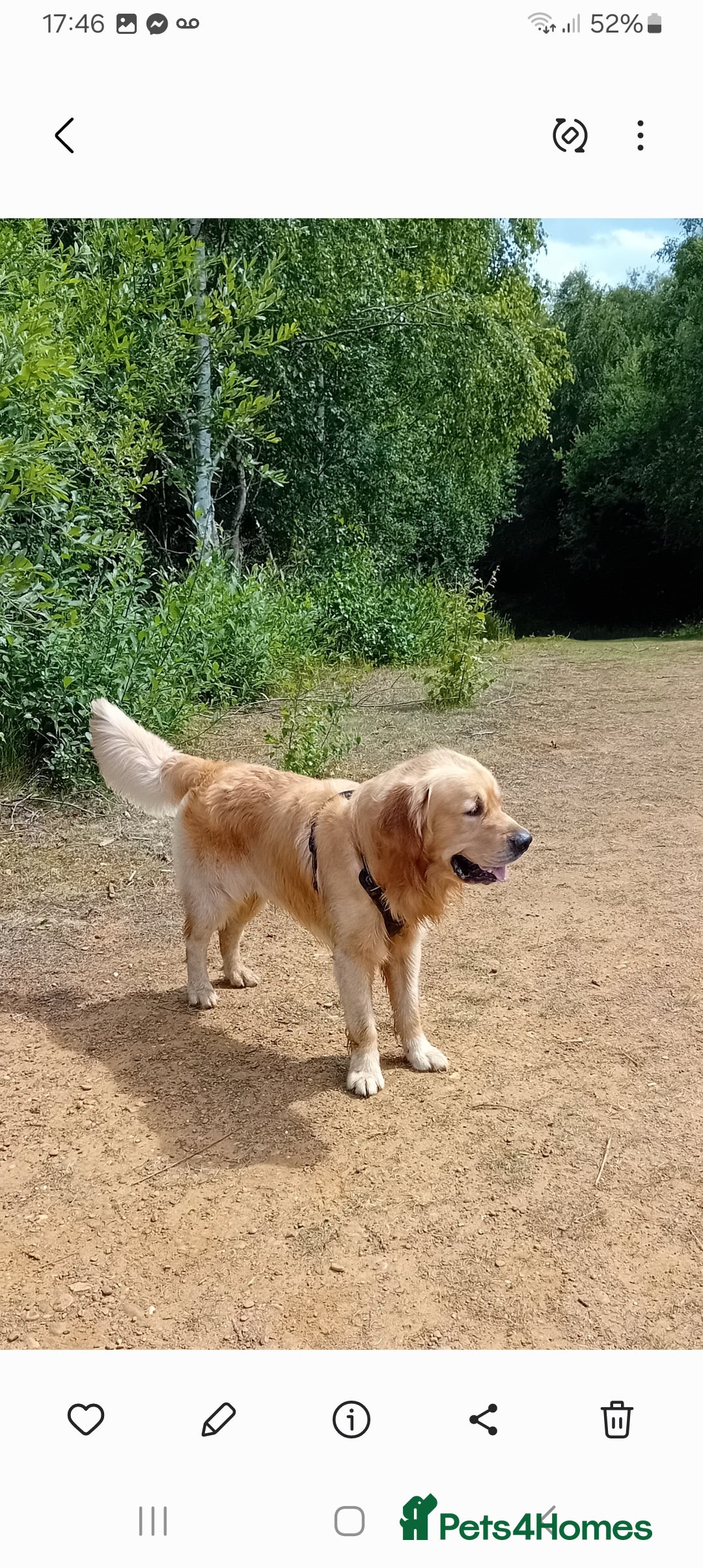Golden Retriever dogs for stud: Wonderful Walter  for stud - Image 3