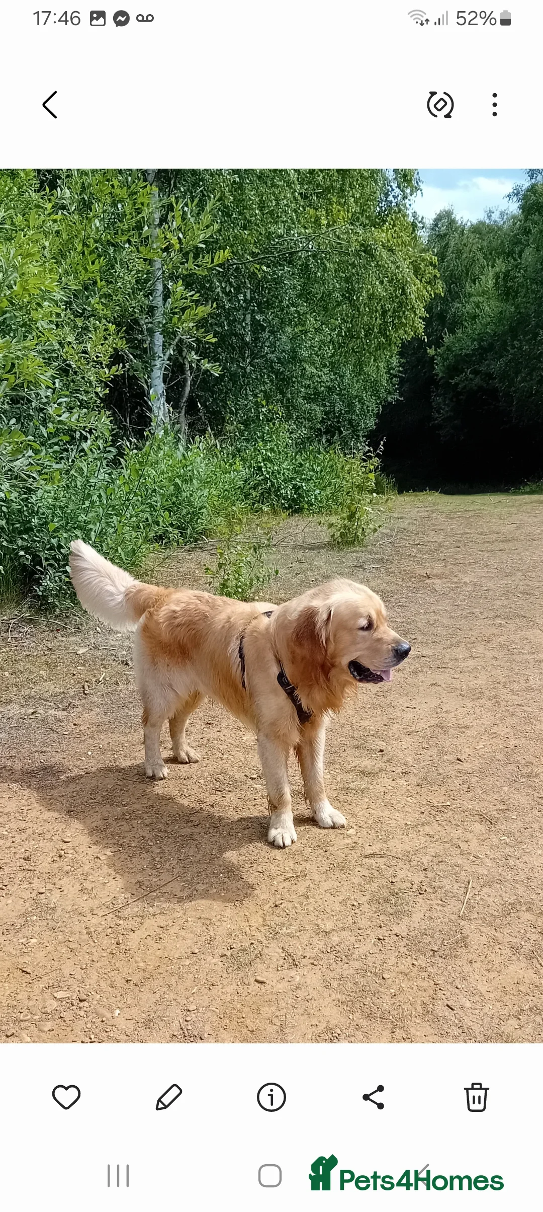 Golden Retriever dogs for stud: Wonderful Walter  for stud - Advert 3