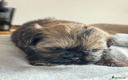 Shih Tzu dogs for sale: Shihtzu pups  - Image 22