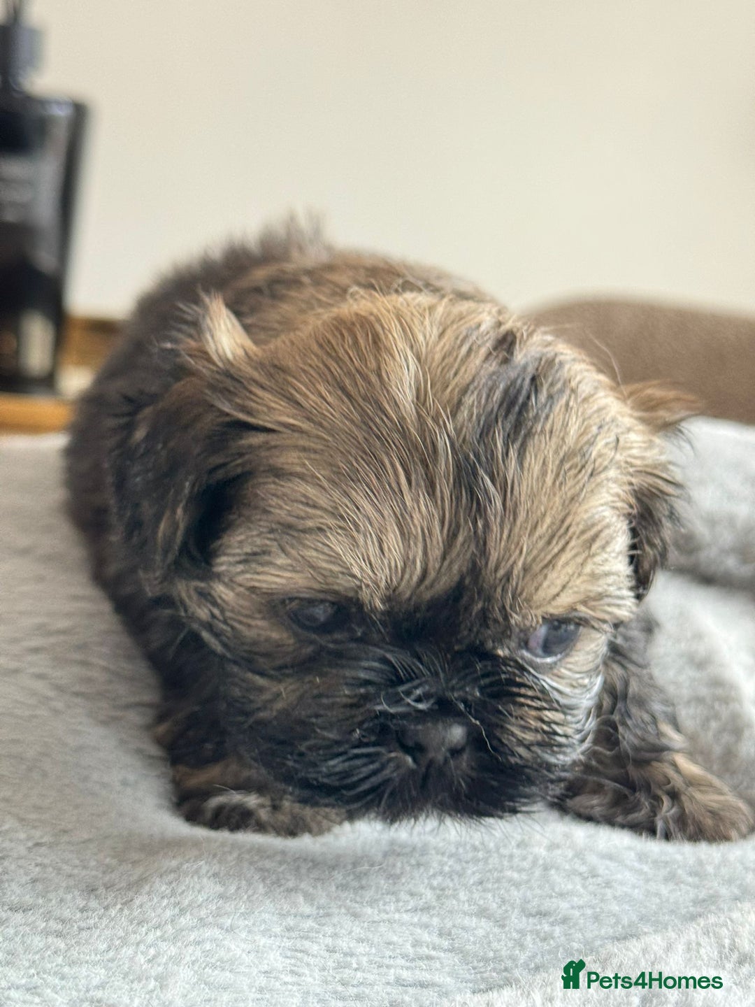 Shih Tzu dogs for sale: Shihtzu pups  - Image 22