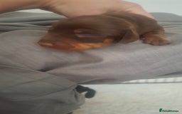 Miniature Dachshund dogs for sale: Miniature Dachshund  - Image 6