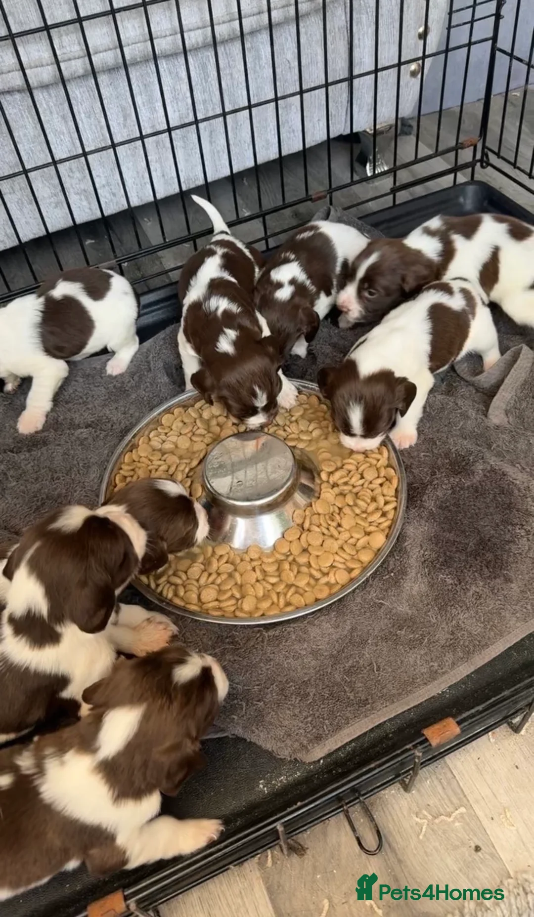 English Springer Spaniel dogs for sale: English springer spaniel puppies - Advert 5