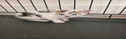 Mixed Breed cats for sale: Calico kittens  in London - Advert 5