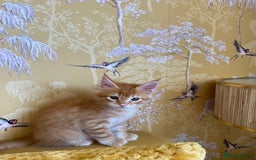 Maine Coon cats for sale: GCCF Registered Maine Coons Ready 16th August  in Banbury - Image 37