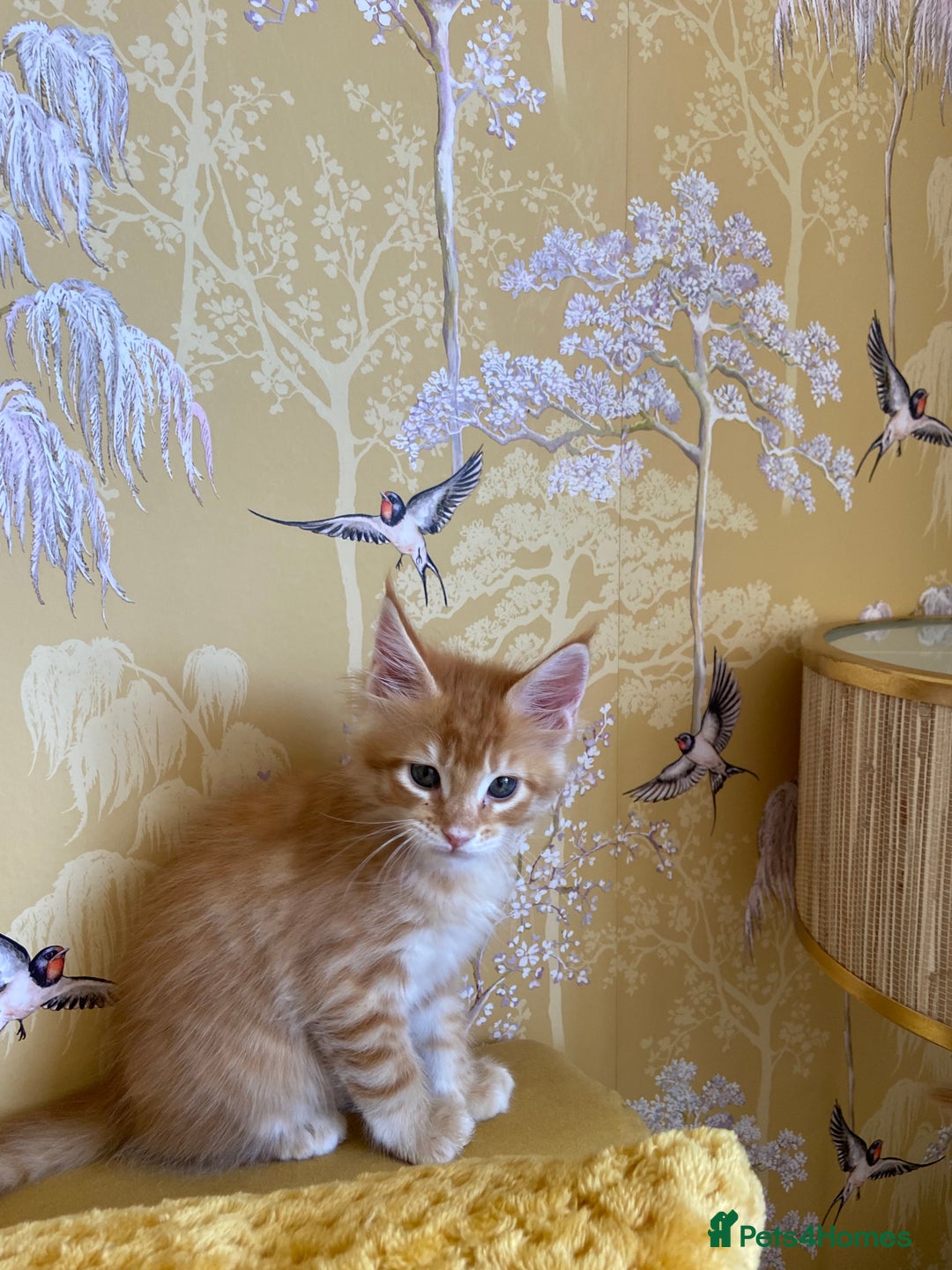 Maine Coon cats for sale: GCCF Registered Maine Coons Ready 16th August  in Banbury - Image 37