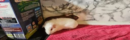 Guinea Pig rodents for sale: 2 pairs of brothers  - Advert 6