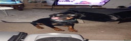 Dobermann dogs for sale: 3yr old Male Kiaser - Advert 2