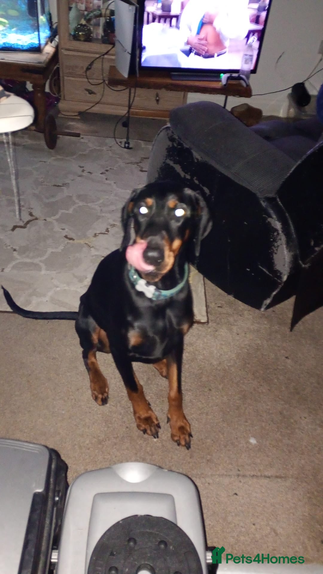 Dobermann dogs for sale: 3yr old Male Kiaser - Advert 2