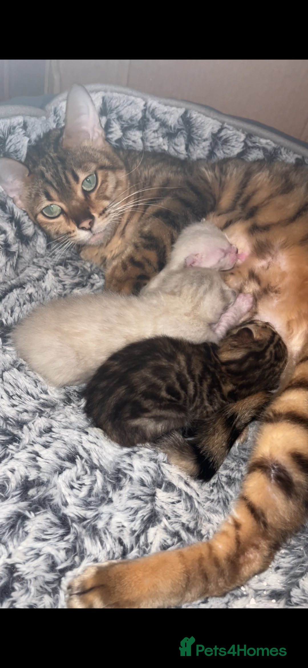 Bengal cats for sale: BIG BOY SNOW LYNX  - Advert 2