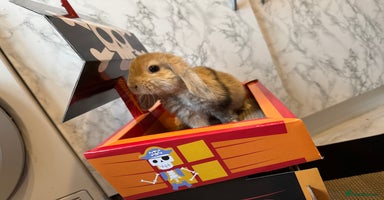 Mini Lop rabbits - Advert 6
