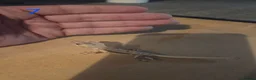 Gecko reptiles for sale: 💞 5 crested gecko babies🤩 for sale prices vary. - Advert 9