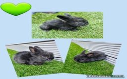 Lionhead rabbits for sale: Beautiful baby lionheads  - Image 3