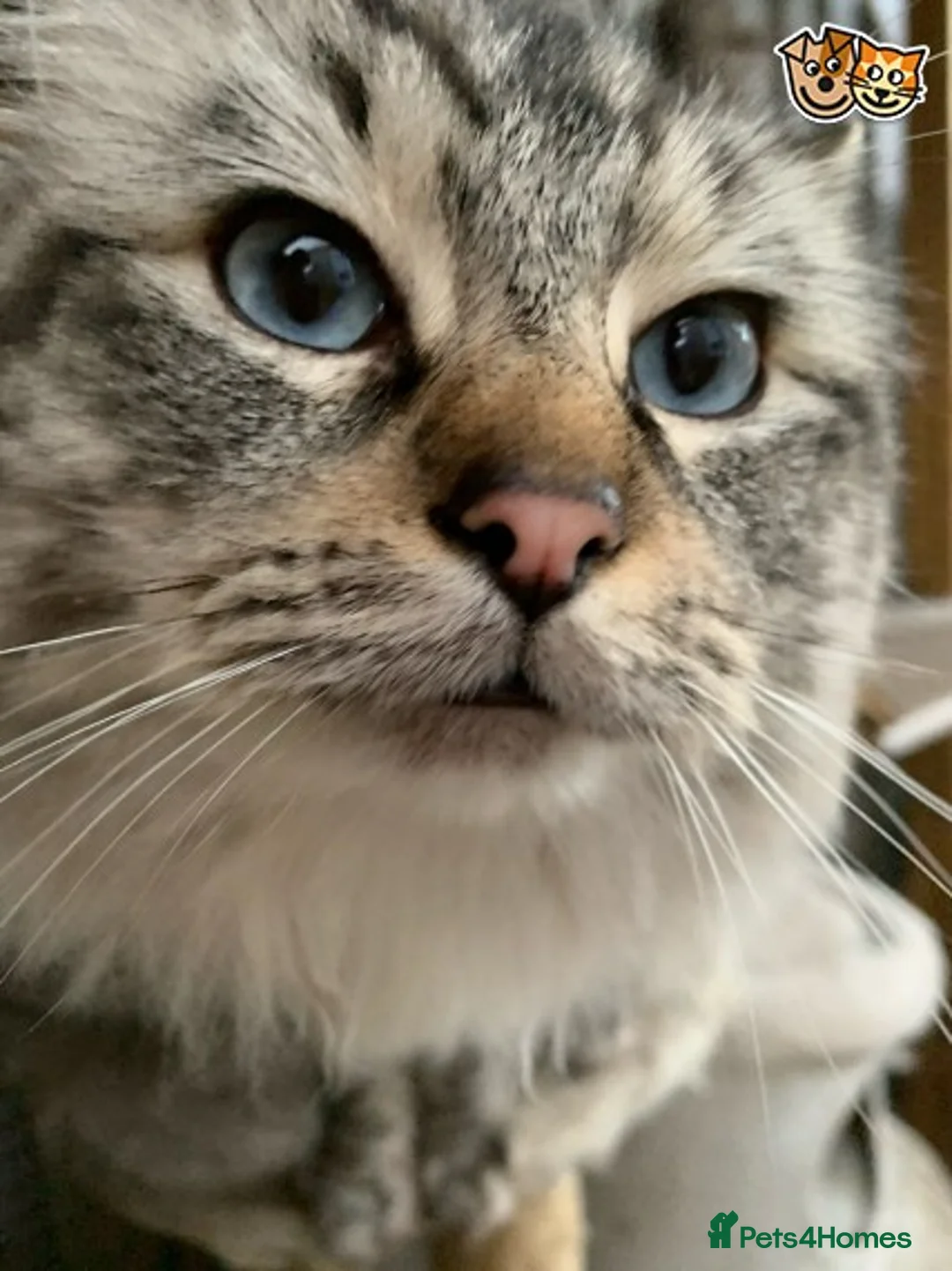 Ragdoll cats for stud: Seal Lynx point  TICA registered not for sale in Colchester - Advert 2